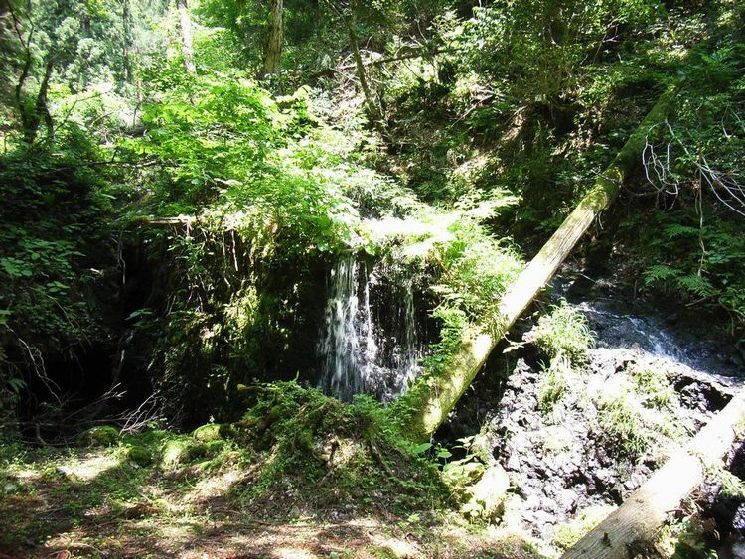 �����̑�