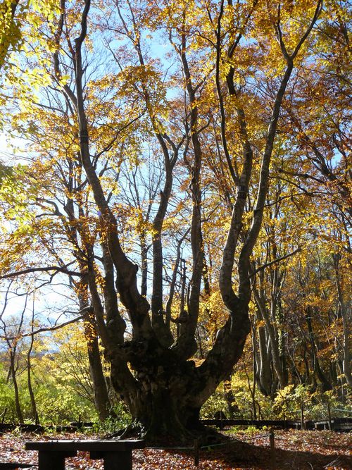 �����肱�剤