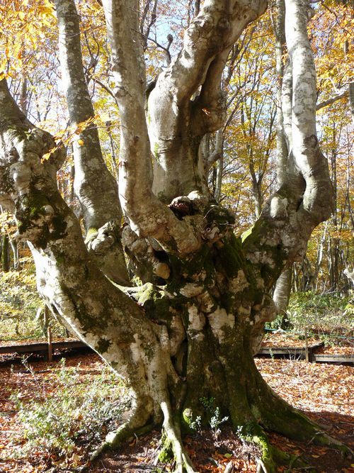 �����肱�剤