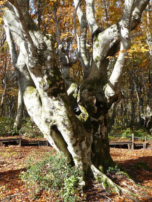 �����肱�剤