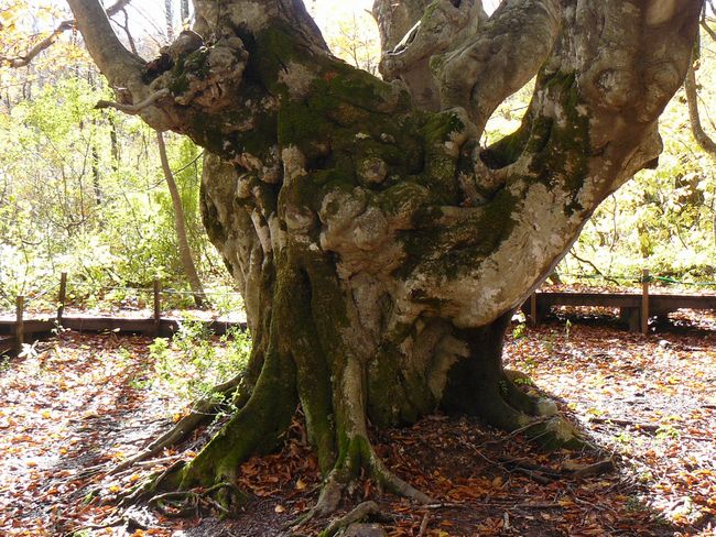 �����肱�剤