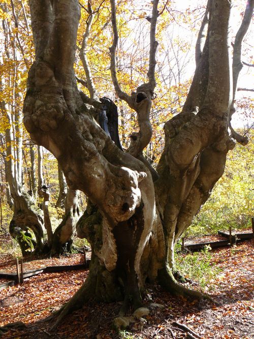 �����肱�剤