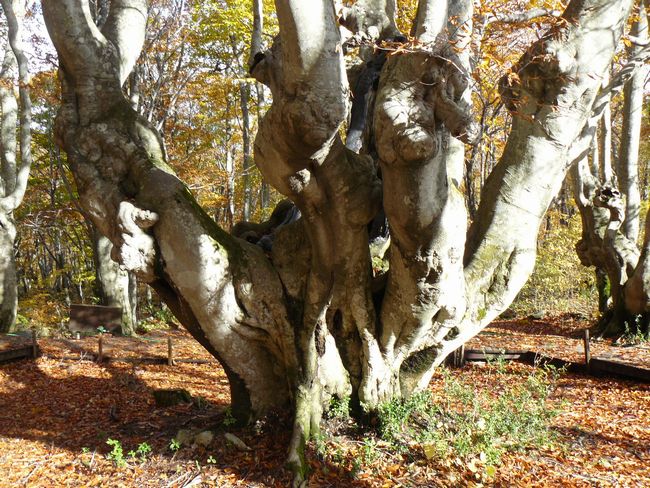 �����肱�剤