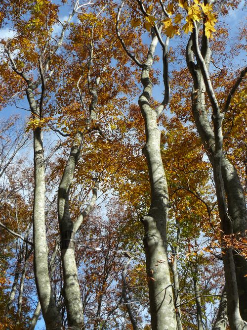 �����肱�剤