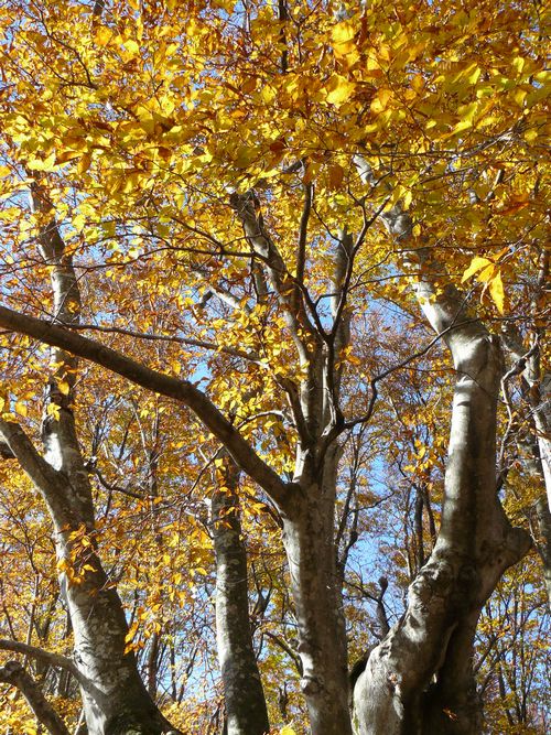 �����肱�剤