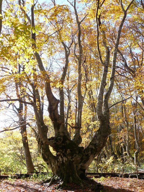 �����肱�剤