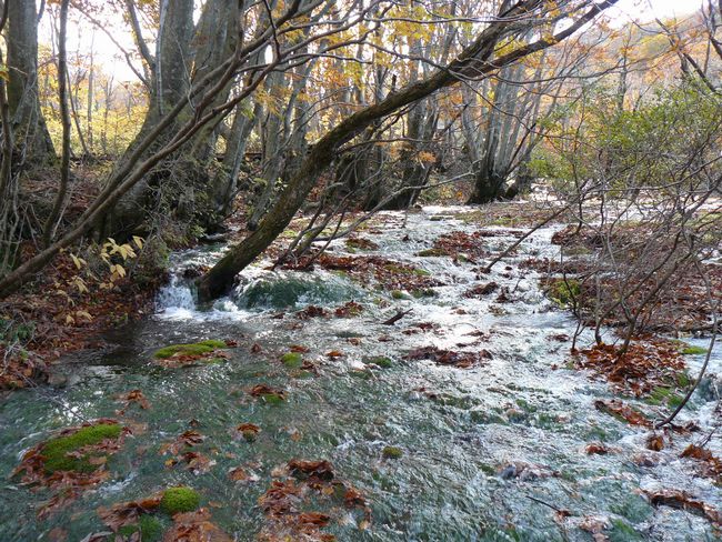 ���C�}�����Q���n