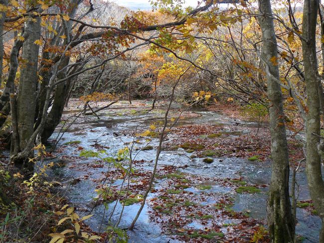 ���C�}�����Q���n