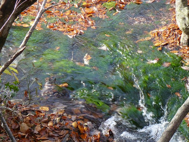 ���C�}�����Q���n