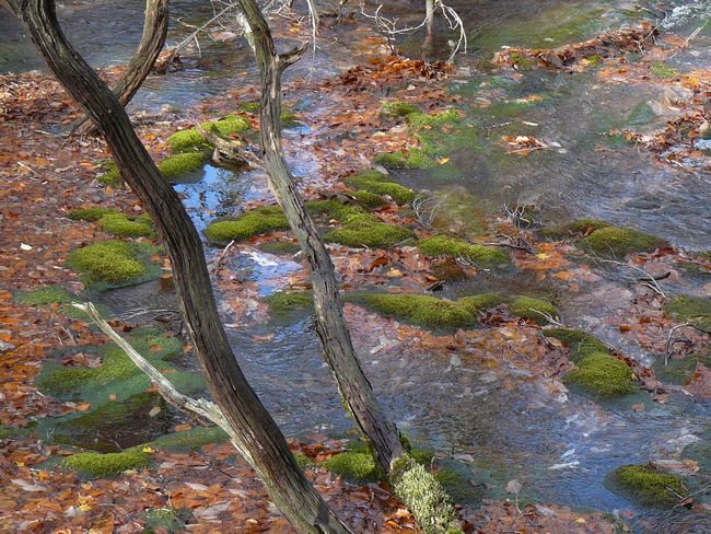 ���C�}�����Q���n