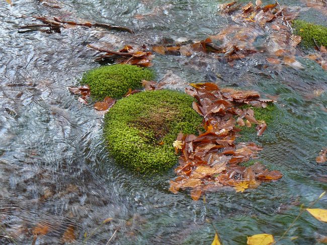 ���C�}�����Q���n