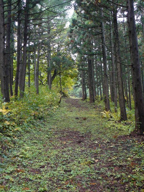 ���C�R�o�q��