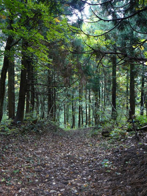 ���C�R�o�q��