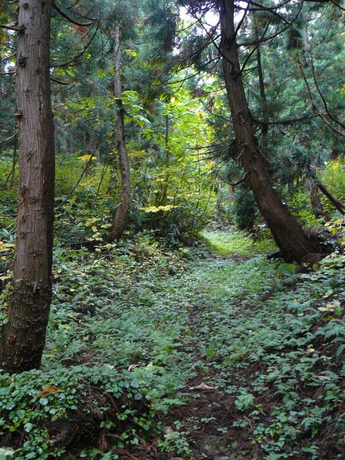 ���C�R�o�q��