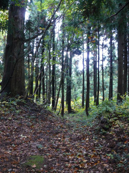 ���C�R�o�q��