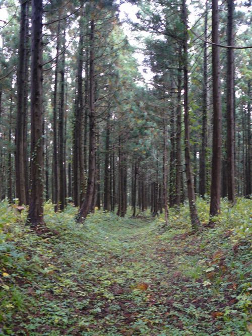 ���C�R�o�q��