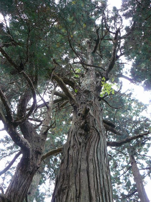 �X�q�啨���_��