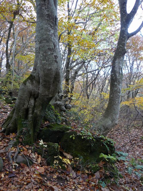 ���q���@����