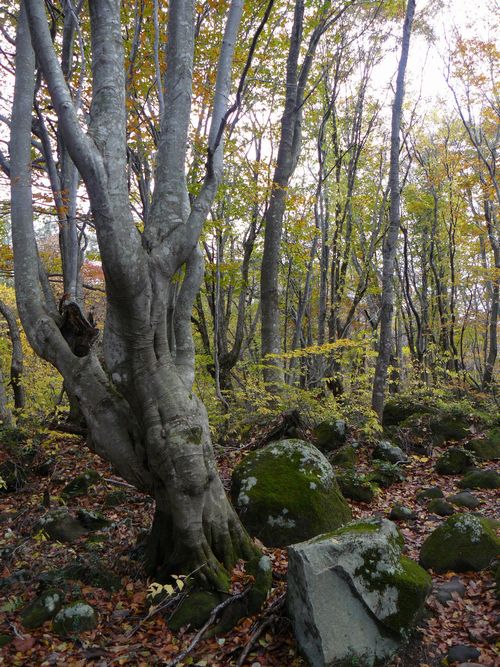 ���q���@����